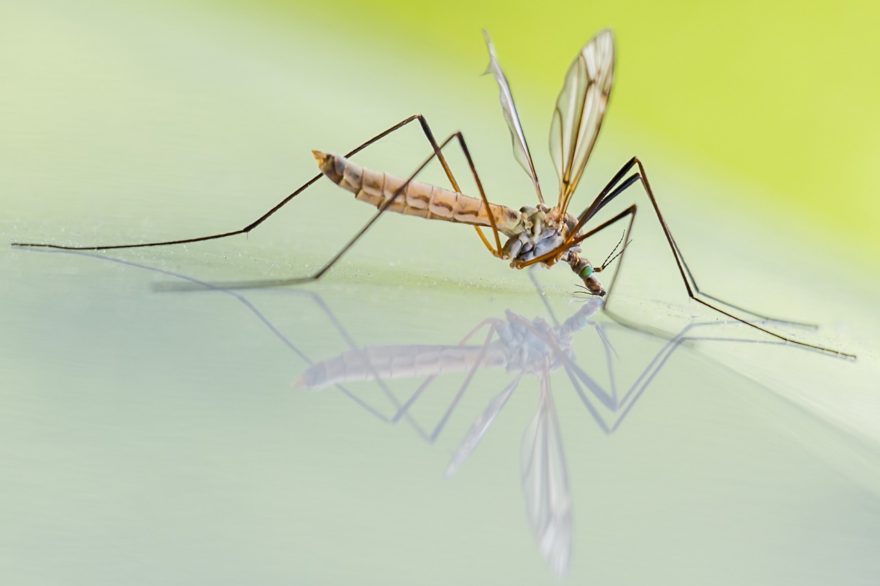 Por qué me pican tanto los mosquitos