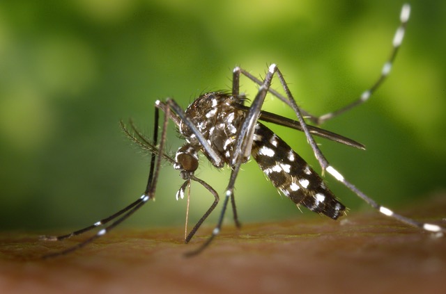 Cómo combatir los insectos con éxito